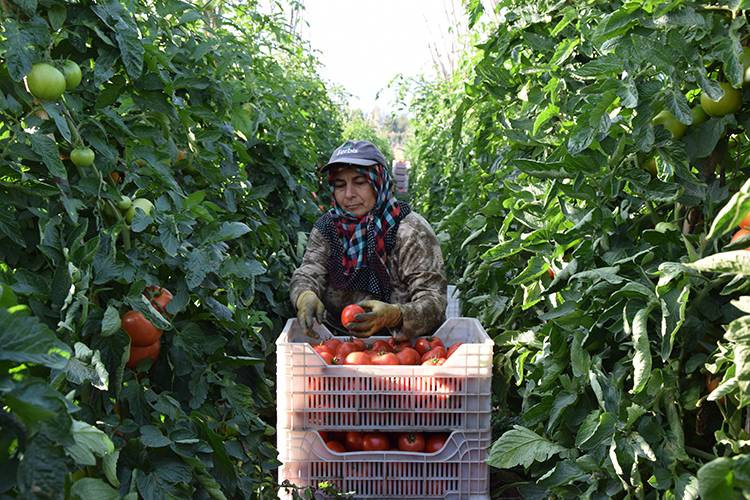 10 köydeki 2500 dekara ekildi tarlada kilosu 15 TL'den satılıyor. Köylü bayram ediyor şafak vakti topluyor - Resim: 17